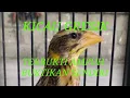 Download Lagu KICAU BURUNG MANYAR UNTUK MEMANCING BURUNG ANDA YANG MACET BUNYI