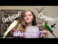 Cockatiel vs Conure Which Bird is Right for You
