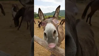 يا يا حماري   دندنها