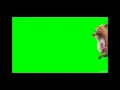 dancing squirrel green screen