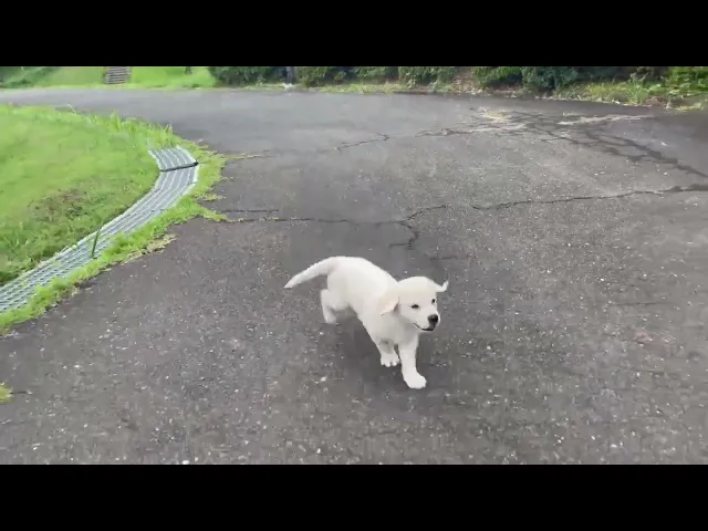 動画