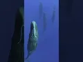 How Sperm Whales Sleep