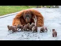 Lagu Animals Can't Stop Being Hilarious😂 NEW Funny ANIMALS Video of Year