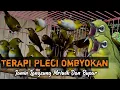 Download Lagu Terapi pleci ombyokan agar cepat ngeriwik❗❗gacor buka paruh