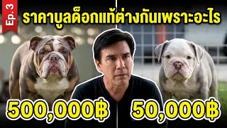เจาะลึกเกรดบูลด็อก ทำไมราคาถึงต่างกัน I เพื่อนรักสัตว์เอ๊ย