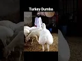 Download Lagu Turkey Dumba #shorts