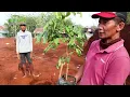 CARA TANAM LENGKENG #adyrajalengkeng #lengkeng #itohsuper #newkristal #greengarden