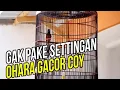 Download Lagu Suara Full Ohara Lagi Gacor