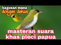 MASTERAN KHAS PLECI PAPUA black cappe. pleci ngalas BUKPAR gacor full isian