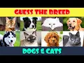 Guess the Dog and Cat Breeds