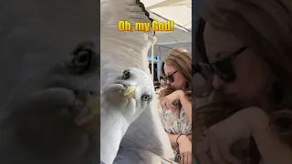 Attacked by a seagull at lunch! #seagull #attack