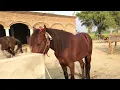 Lagu Beautiful horse power || Horse 