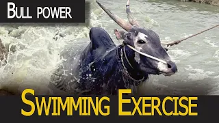 Hallikar Bull Power! Majestic Swimming Exercise Traditional Training of Jallikattu Bull