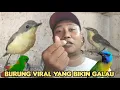 Lagu MAS MANTO BIKIN GALAU GARA² BURUNG VIRAL 