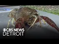 Michigan environmental advocates say to be on lookout for invasive red swamp crawfish