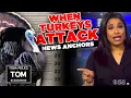Gang of Tosa turkeys run afowl of CBS 58 anchor