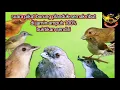 Download Lagu Suara pikat burung pelanduk semak ribut