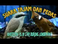Download Lagu jingjing petulak versus cililin schieten