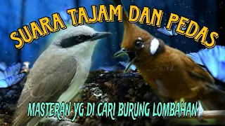 tembakan jingjing petulak vs cililin
