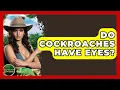 Do Cockroaches Have Eyes - Reptilian Wonders