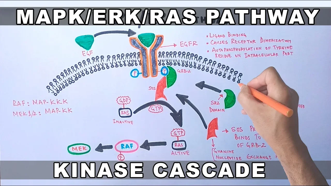 MAPK/ERK Signaling Pathway