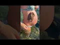 Download Lagu Octopus Clings To Pregnant Belly || ViralHog