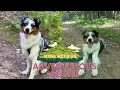Lagu Hiking With My Australian Shepherd: Recall Tips, Off Leash Hiking, \u0026 StacyUpdate | AstroFromTheBlue