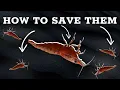 Why Are Your Shrimp Dying - Diagnosing Cherry Shrimp