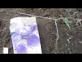 Flower Bulbs From Menards Thursday May 21st 2020