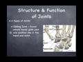 Organ Systems of the Human Body