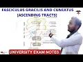 Fasciculus Gracilis and Fasciculus cuneatus Tract Posterior ascending Tracts CNS Physiology