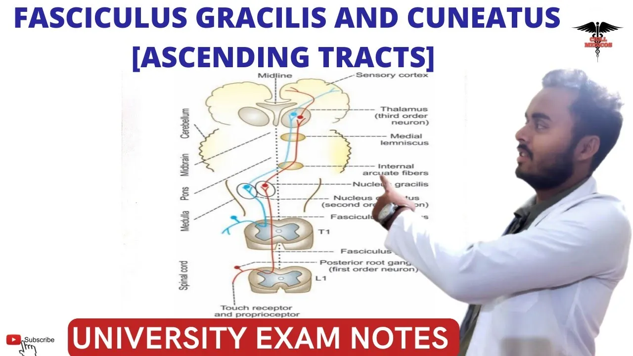 Fasciculus Gracilis and Fasciculus cuneatus Tract || Posterior ascending Tracts| CNS Physiology.