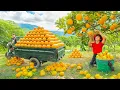 Download Lagu TIMELAPSE -- Harvesting 1000 + Kg Giant Oranges from Villager Go to Market Sell | Phương Countryside