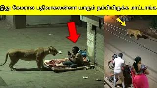 கேமராவில் பதிவான மிரள வைக்கும் விலங்குகள் செய்த தரமான சம்பவங்கள் | Animal moments | Tamil Wonders 