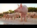 These Wild Pigs Are a Boost for Tourism in the Bahamas 4K