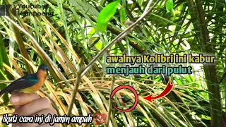 Download mikat burung Kolibri Wulung || muncang yang susah turun MP3