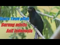 Download Lagu Suara asli burung Tuwu pikat