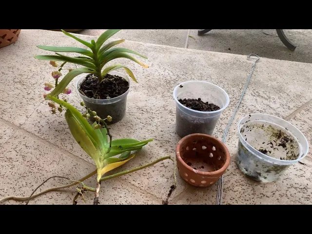 VANDA ORCHIDS, REPOTTING FROM BARK TO BARE ROOT, VANDA ORCHID CARE