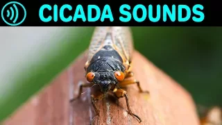 cicada sounds sound effect of cicadas in summer at night sounds of cicada chicharra campanero 