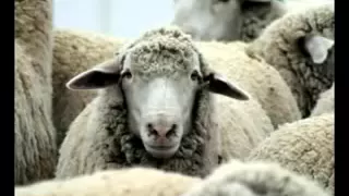 شعر شعبي شبعة ضحك  شعر شعبي شبعة ضحك