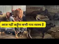 Download Lagu I will not say today that all the cows are healthy