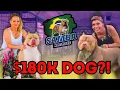 Behind the Scenes at Samba Kennels sambakennels