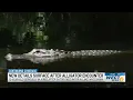 Download Lagu New details surface after 12-foot alligator seriously injures young girl in Lake Waccamaw