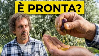 RACCOLTA DELLE OLIVE: come capire il MOMENTO PERFETTO