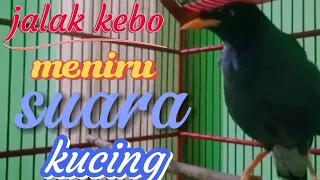 burung jalak kebo pintar menirukan suara kucing