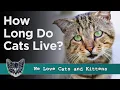 How Long Do Cats Live And Who Is The Oldest Cat Ever