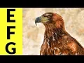 Animals Starting with E F G - Learn Animal Words That Start With Letters E F and G