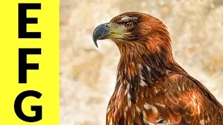 Animals Starting with E F G - Learn Animal Words That Start With Letters E F and G