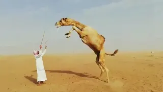 ما شاء الله كفو سناو أبل بوش 