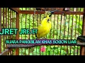 Download Lagu JREJET JREJET SUARA PANGGILAN KHAS SOGON LIAR UNTUK PANCINGAN SOGON BAHAN AGAR CEPAT GACOR